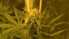 Big Jack 42 jours de floraison