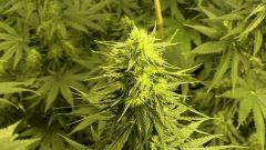 Orange Bud - 35 jours de floraison