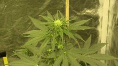 Big Jack - 19 jours de floraison