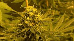 Big Jack 42 jours de floraison