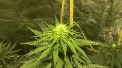 Big Jack - 19 jours de floraison