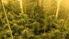 Big Jack - 35 jours de floraison