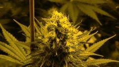 Orange Bud 42 jours de floraison