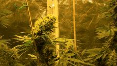 Big Jack 42 jours de floraison