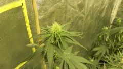 Orange Bud - 19 jours de floraison