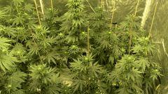 Big Jack - 19 jours de floraison