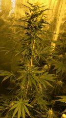 Orange Bud 42 jours de floraison