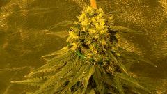 Big Jack 42 jours de floraison