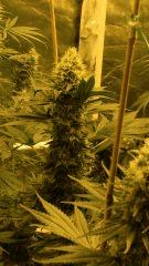 Orange Bud 42 jours de floraison