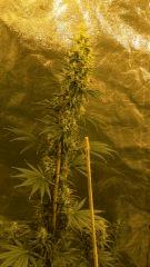 Big Jack 42 jours de floraison