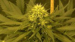 Big Jack - 35 jours de floraison