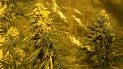 Orange Bud 42 jours de floraison