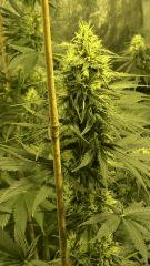 Orange Bud - 35 jours de floraison