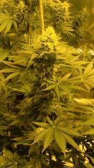 Big Jack 42 jours de floraison