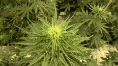 La Big Jack & Orange Bud de Stoneye