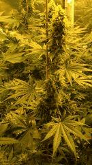 Orange Bud 42 jours de floraison