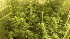 Orange Bud - 35 jours de floraison