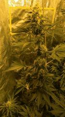 Orange Bud 42 jours de floraison