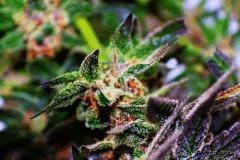 exotic colors ((Peyote Purple #7) x (Sir Jack x P.C.K)F5)