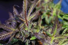 exotic colors ((Peyote Purple #7) x (Sir Jack x P.C.K)F5)