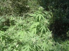 Critical mass (5)