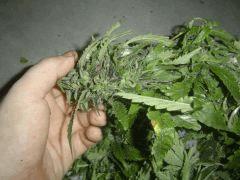 Red purp (5) trichomes translucides