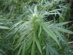 Bud 3 biddy E