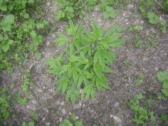 critical mass (3)