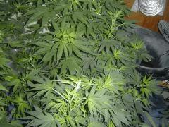 White russians- 1 semaine de floraison environ