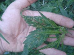 Trous Sur Les feuilles