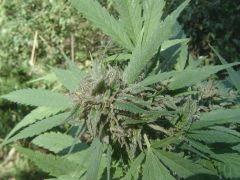 Critical mass (13)