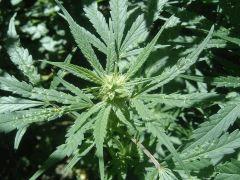 5 Bud Biddy early