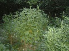 10 Sweet love sativa