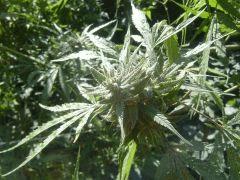 Biddy early (5)