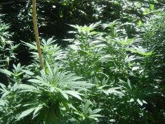 Satori pheno 6 (pas besoin De palisser, Ni tailler.. lol)