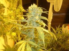 6 kiwi skunk trappue 30cm
