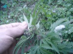 8 Red purp Qui Bud