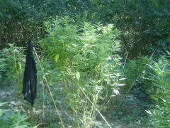 Sweet love sativa