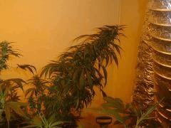 7 Kiwi skunk meilleur pheno