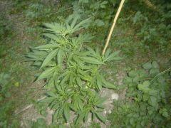 7 Critical mass