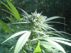Critical mass (7)