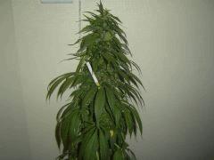 2 Kiwi skunk meilleur pheno 1sur2