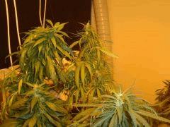 8 Satori biddy early Red purp sweet love