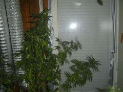 Biddy early sativa envahissante 3 semaine Flo