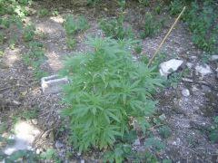 Sweet love pheno3