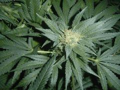 Cm Pheno 3 - 7 semaine de floraison environ