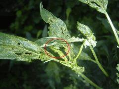 attaque d'insectes probablement puceron vert