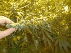 4 white russian pheno odeur malabar