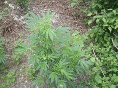 critical mass (7)