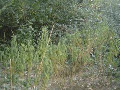 Soif 1